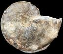 Mammites Ammonite - Goulmima, Morocco #44651-1